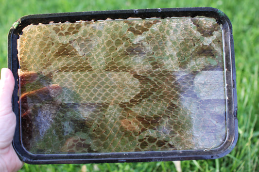 Gaboon Viper Spell Tray