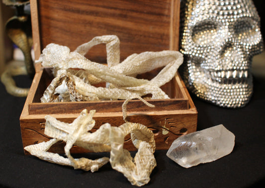 Venomous Snake Sheds (Whole)