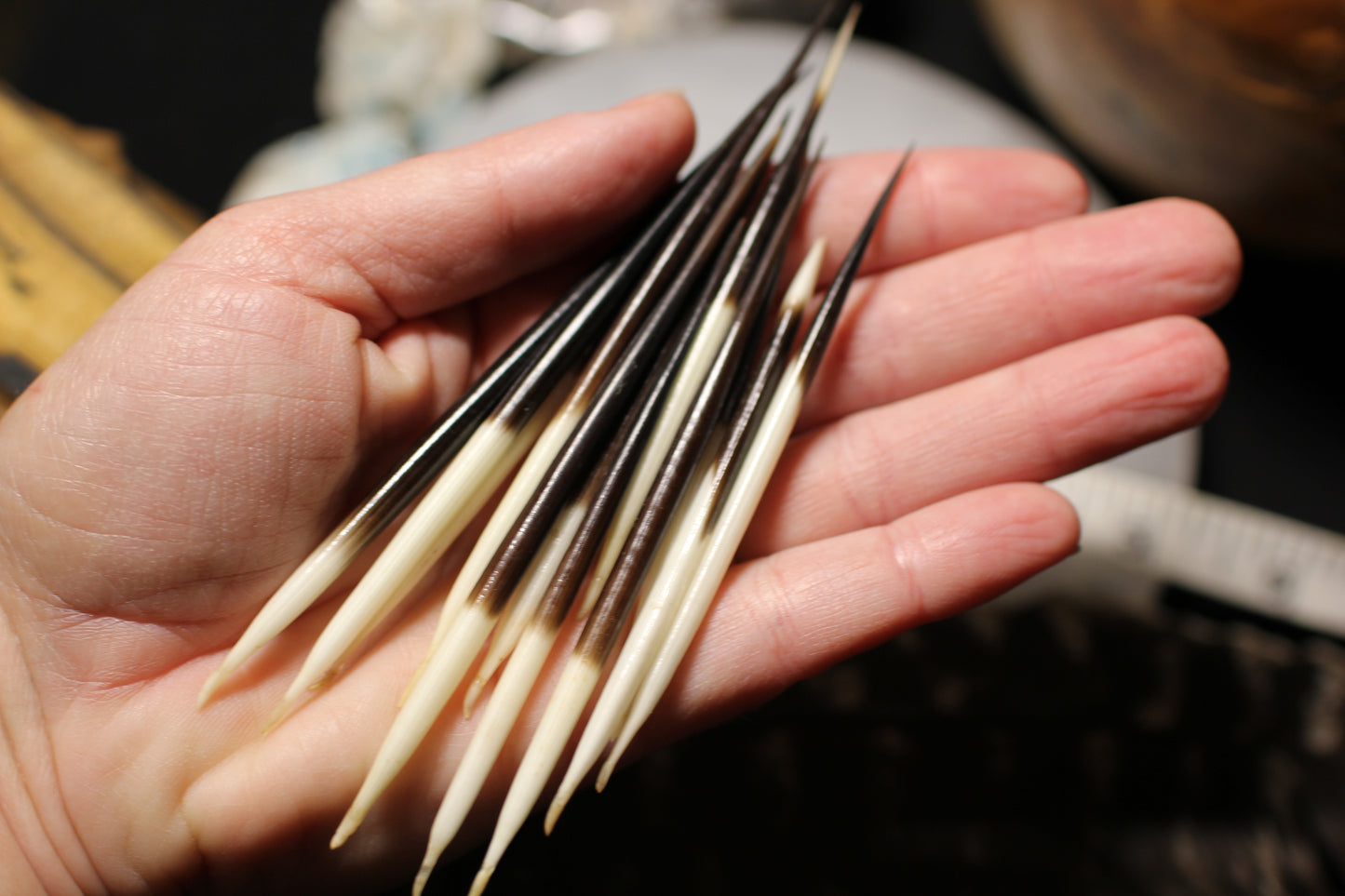Porcupine Quills