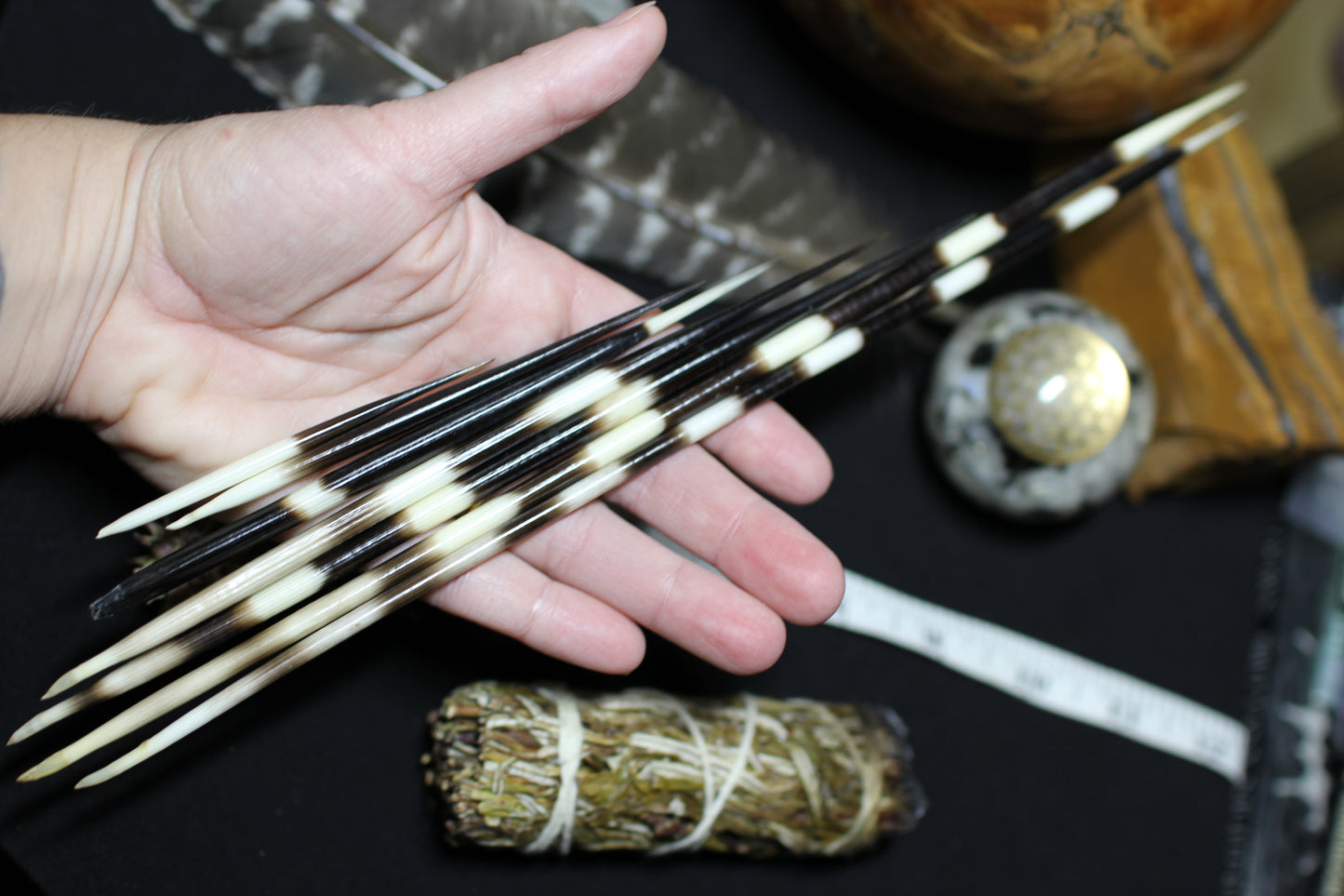Porcupine Quills
