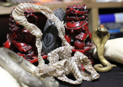 Venomous Snake Sheds (Whole)